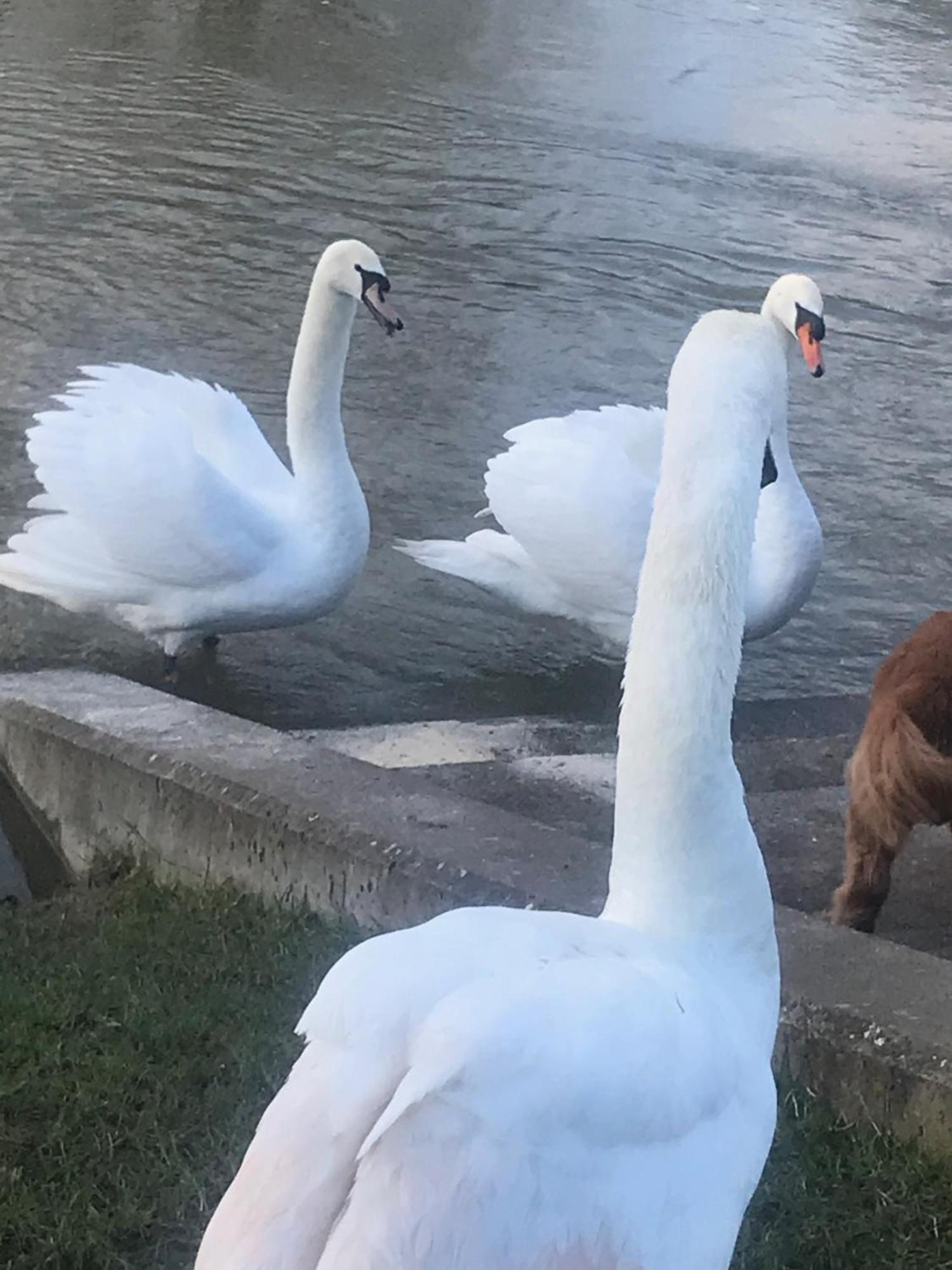 Cozy Double Bedroom In Stunning Bungalow On River Thames - Near Thorpe Park/Royal Holloway University/20Mins From Heathrow ستينس المظهر الخارجي الصورة